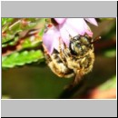 Halictus tumulorum - Furchenbiene w02e 6-7mm auf Heide - Sandgrube Niedringhaussee.jpg